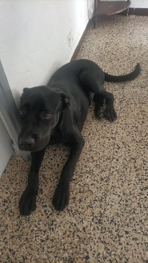 Vend cane corso croisé