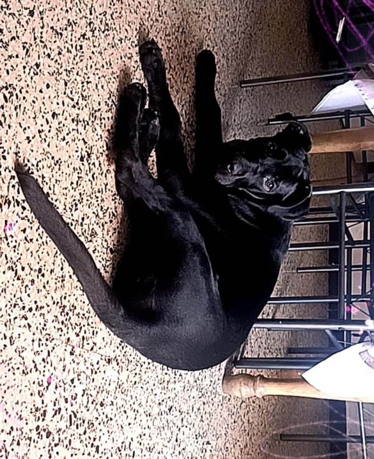 Vend cane corso croisé — photo 2