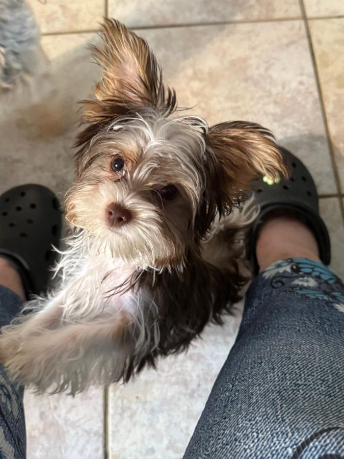 Adorable femelle Yorkshire