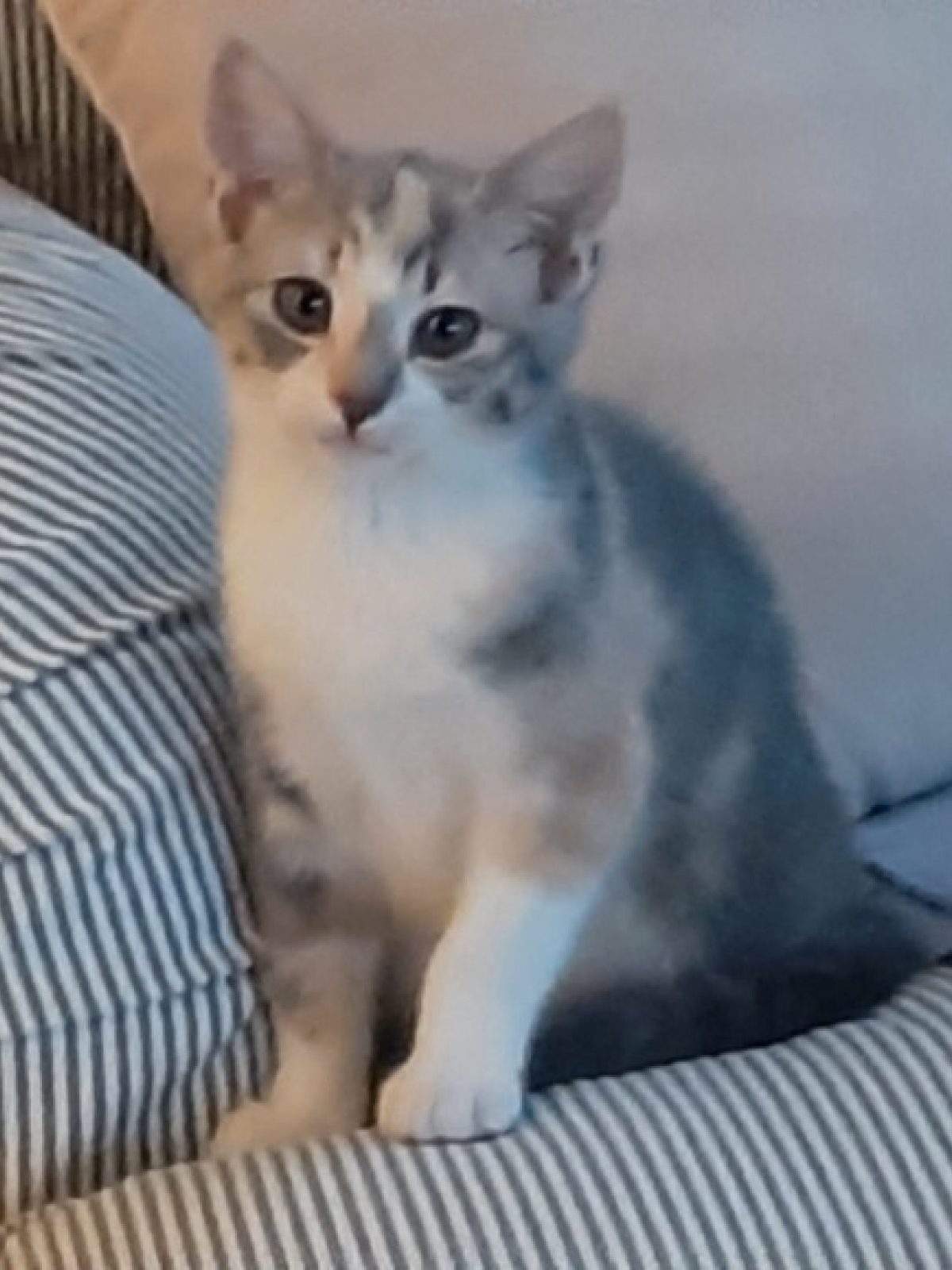 Nala
