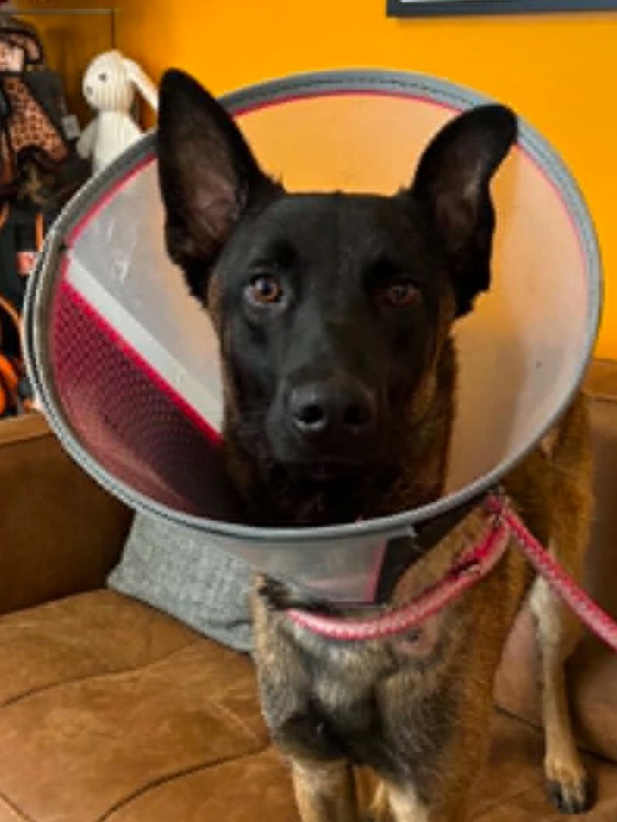 Loki