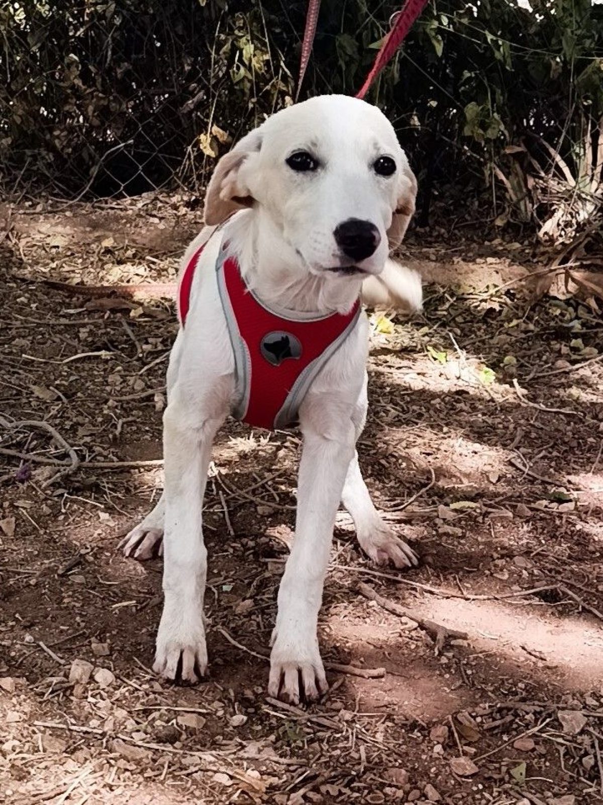 Stella