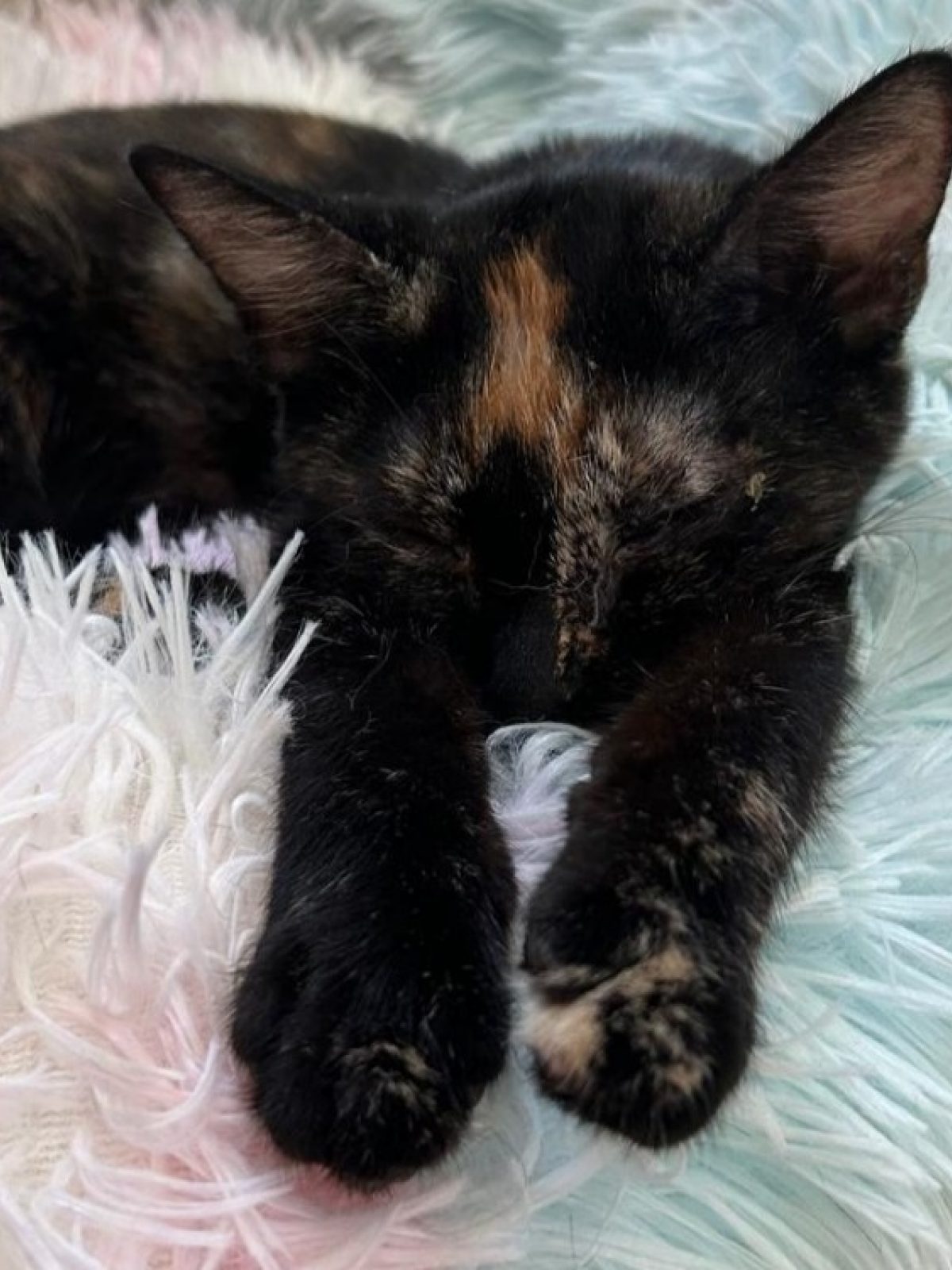 Artemis