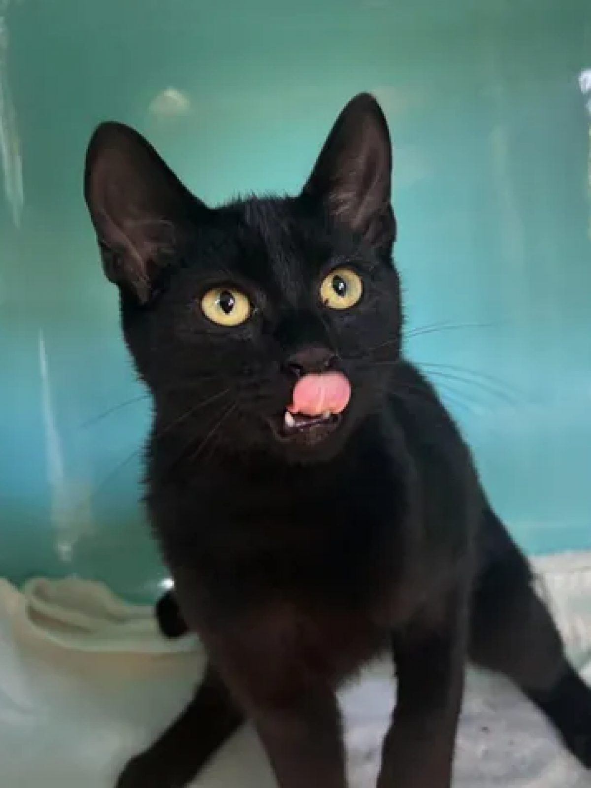 Coco