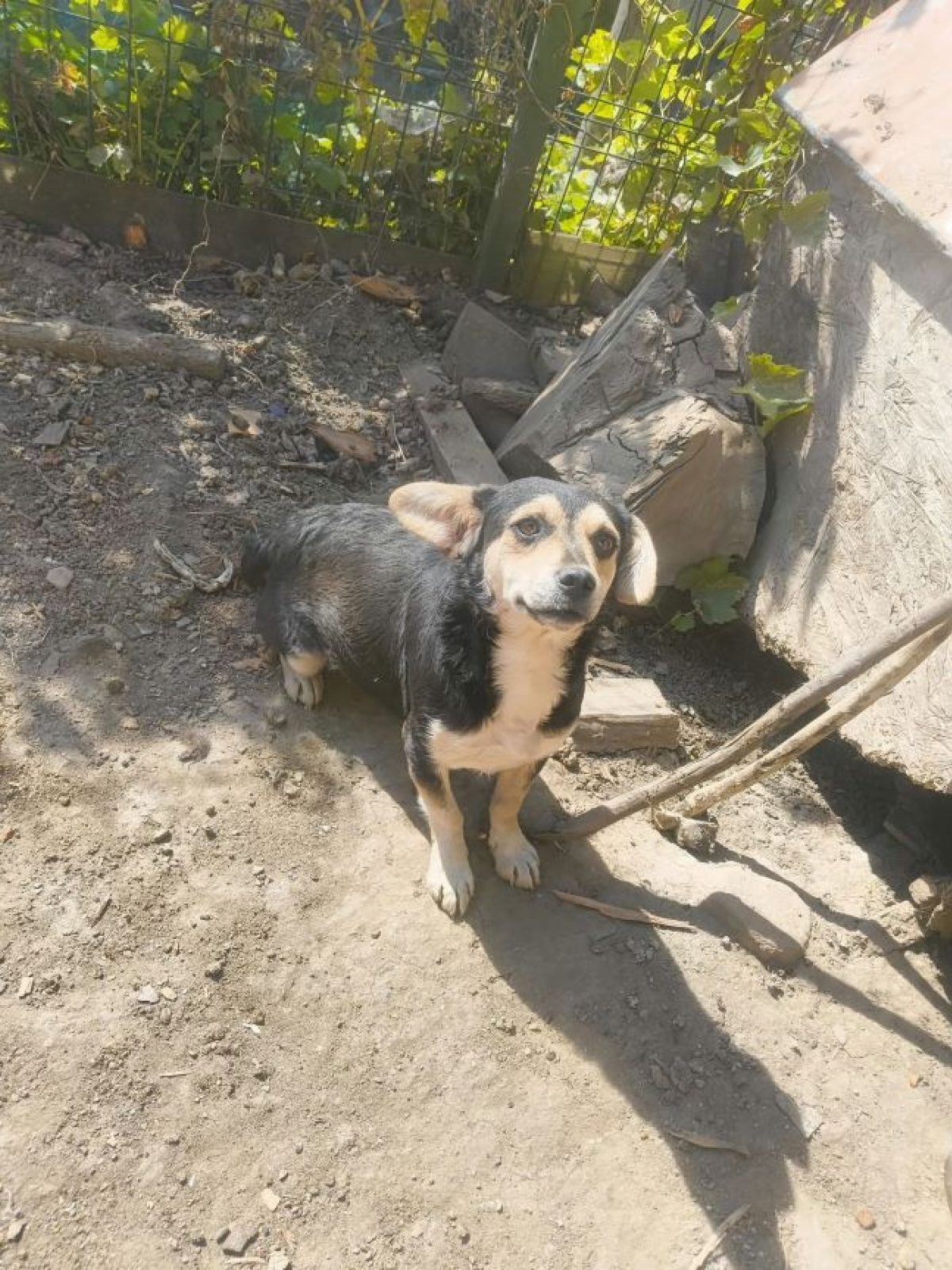 Dulce