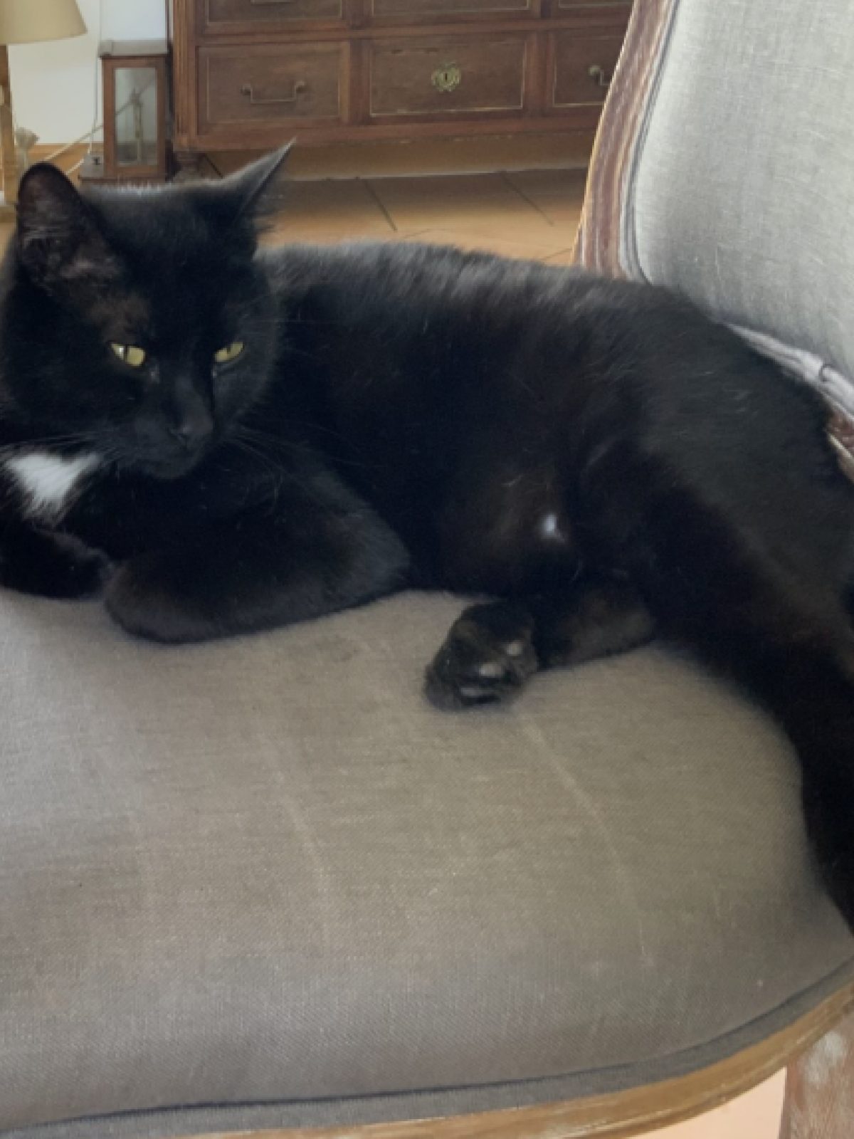 Merlin
