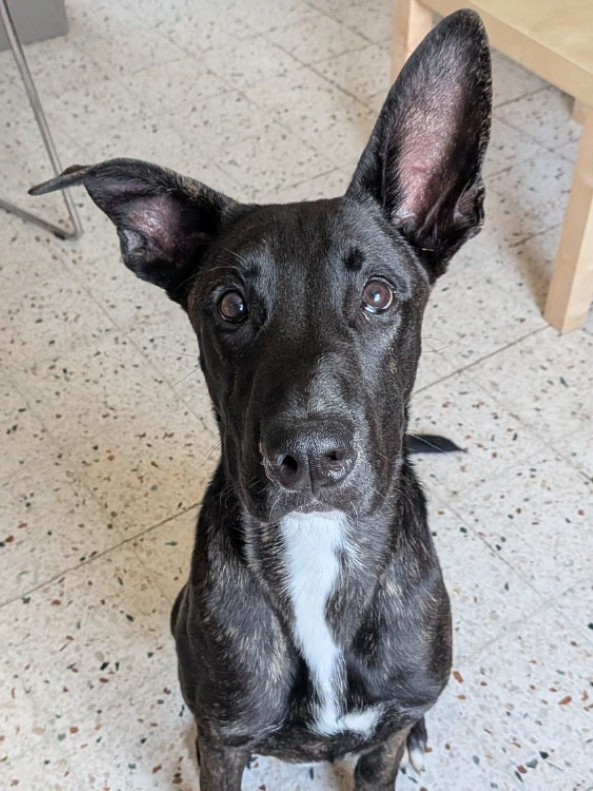 Oscar