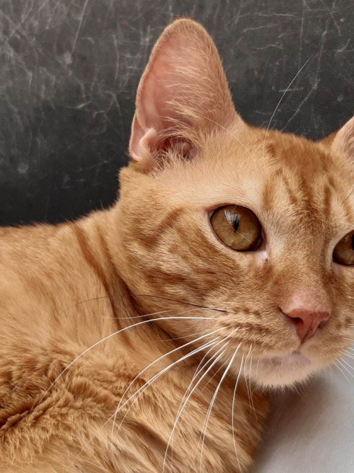 Garfield