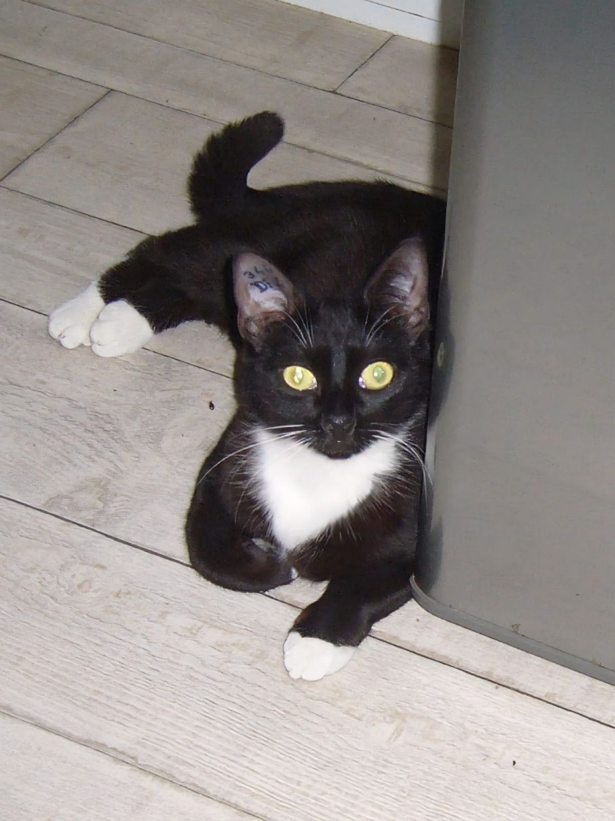 Socquette