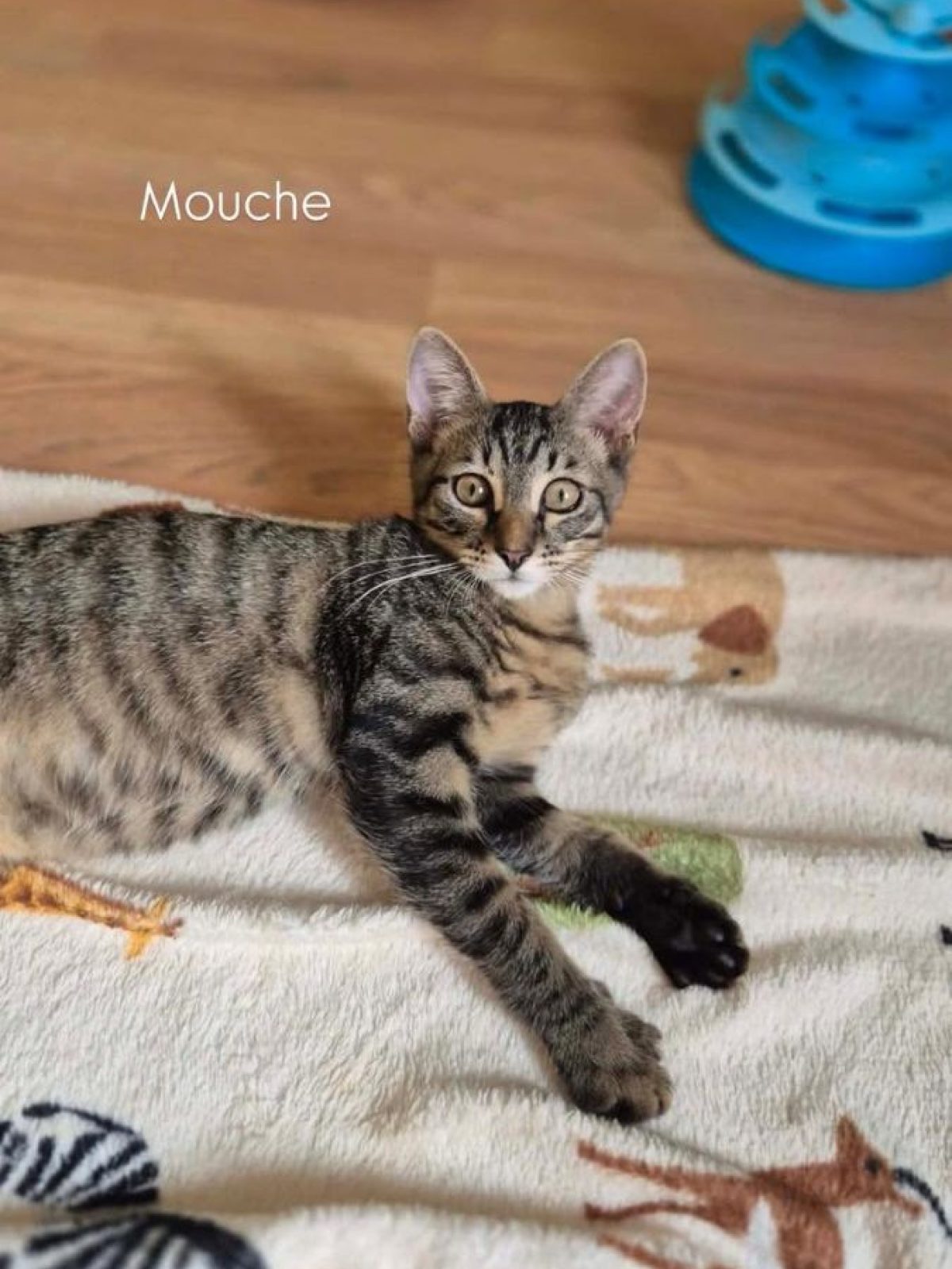 Mouche