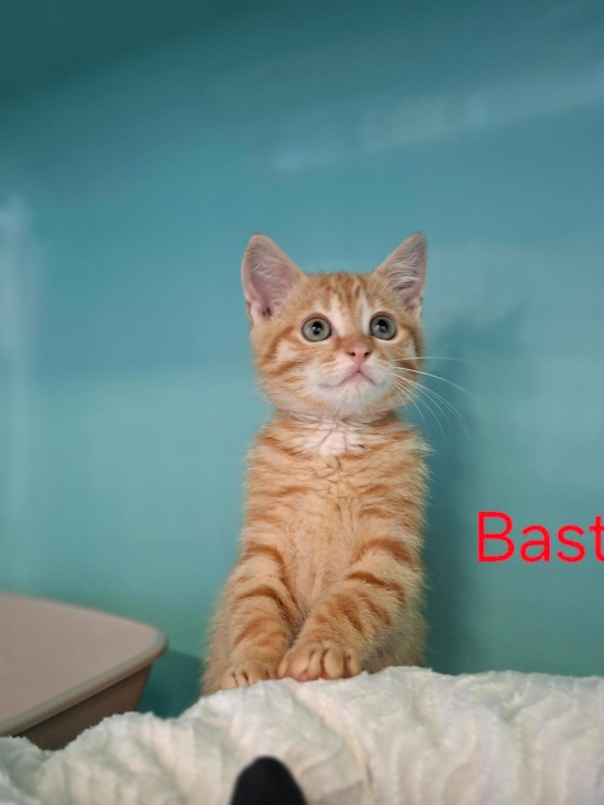 Baston