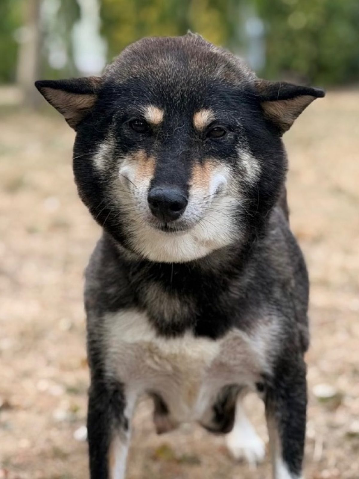 Noirode