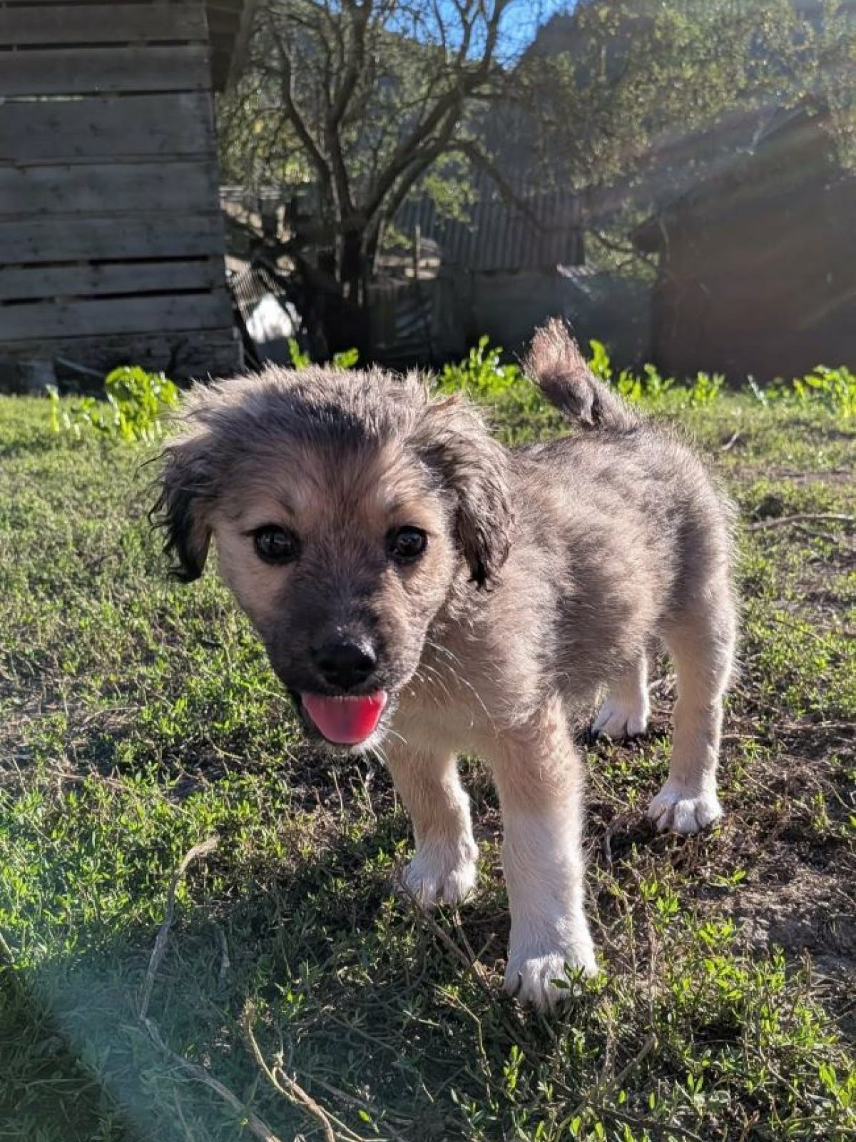 Cooper