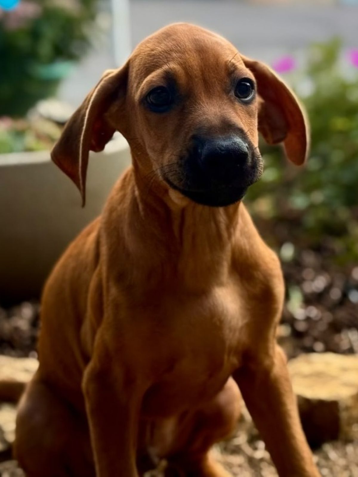 Roko