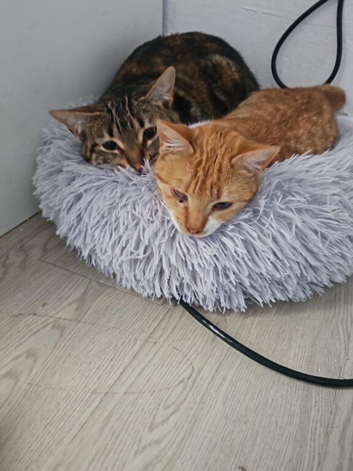 Elvira et Grace
