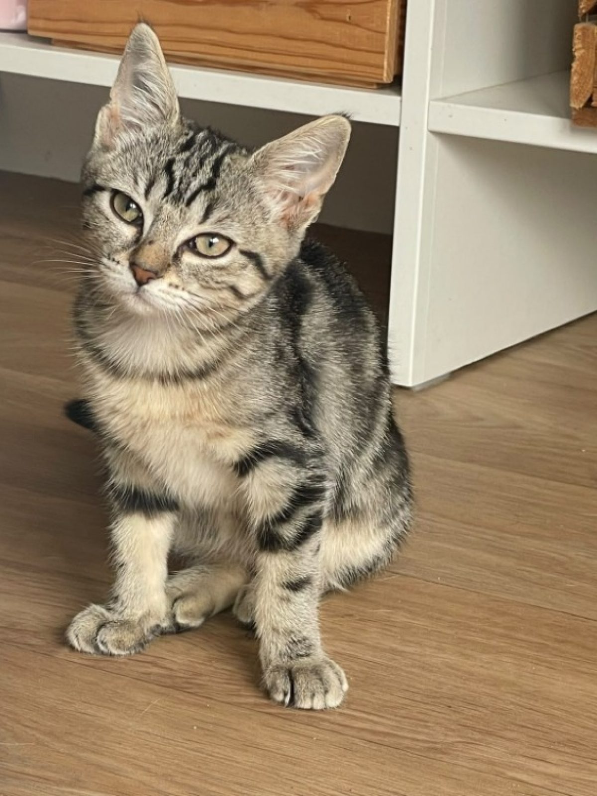 Naya