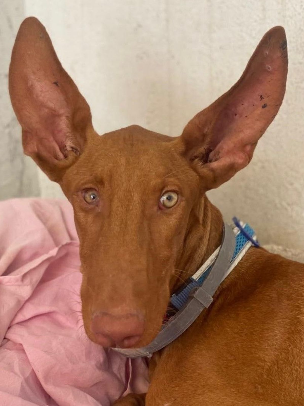Iggy