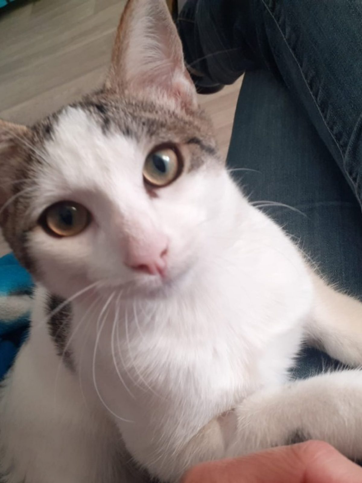 Astro