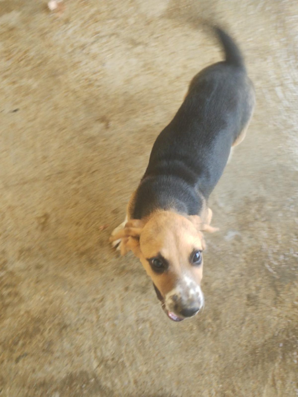 Toby