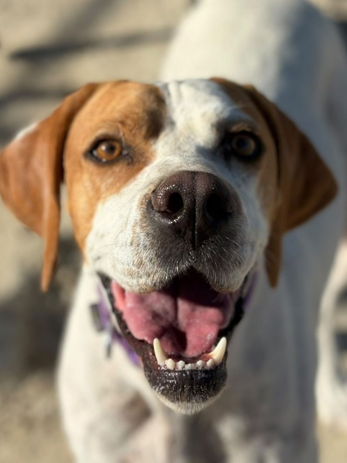 Ellie