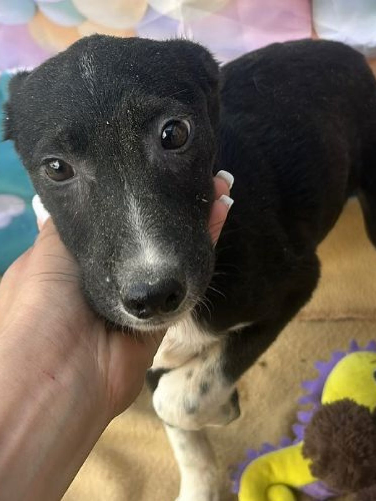 PERLA