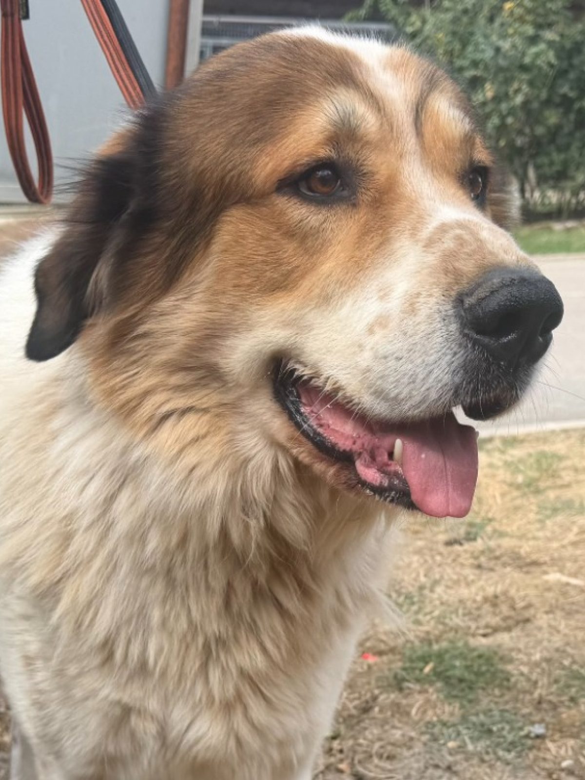 Bobi