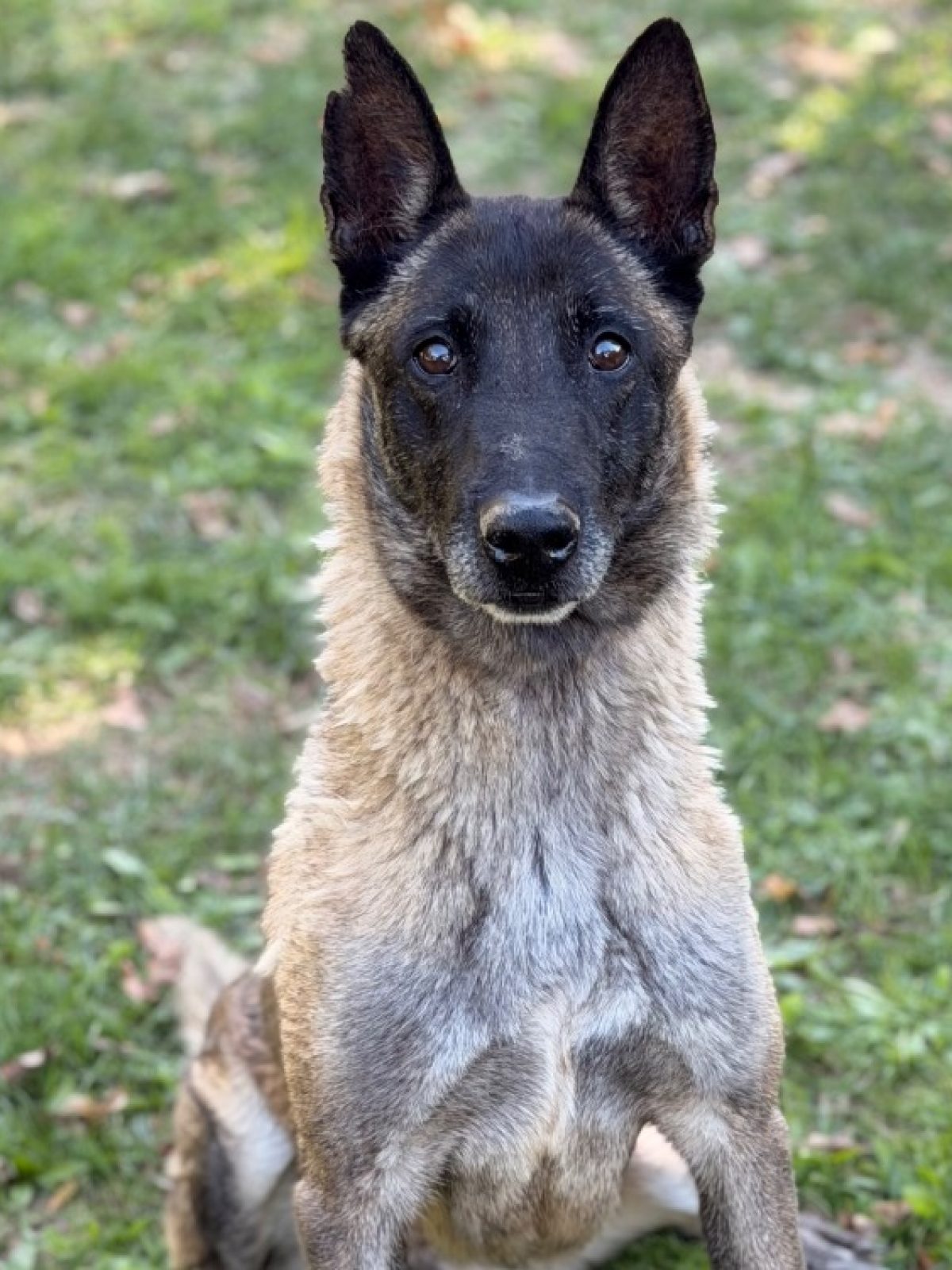 Laya