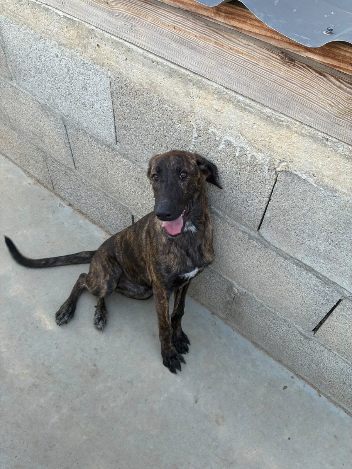 ARYA