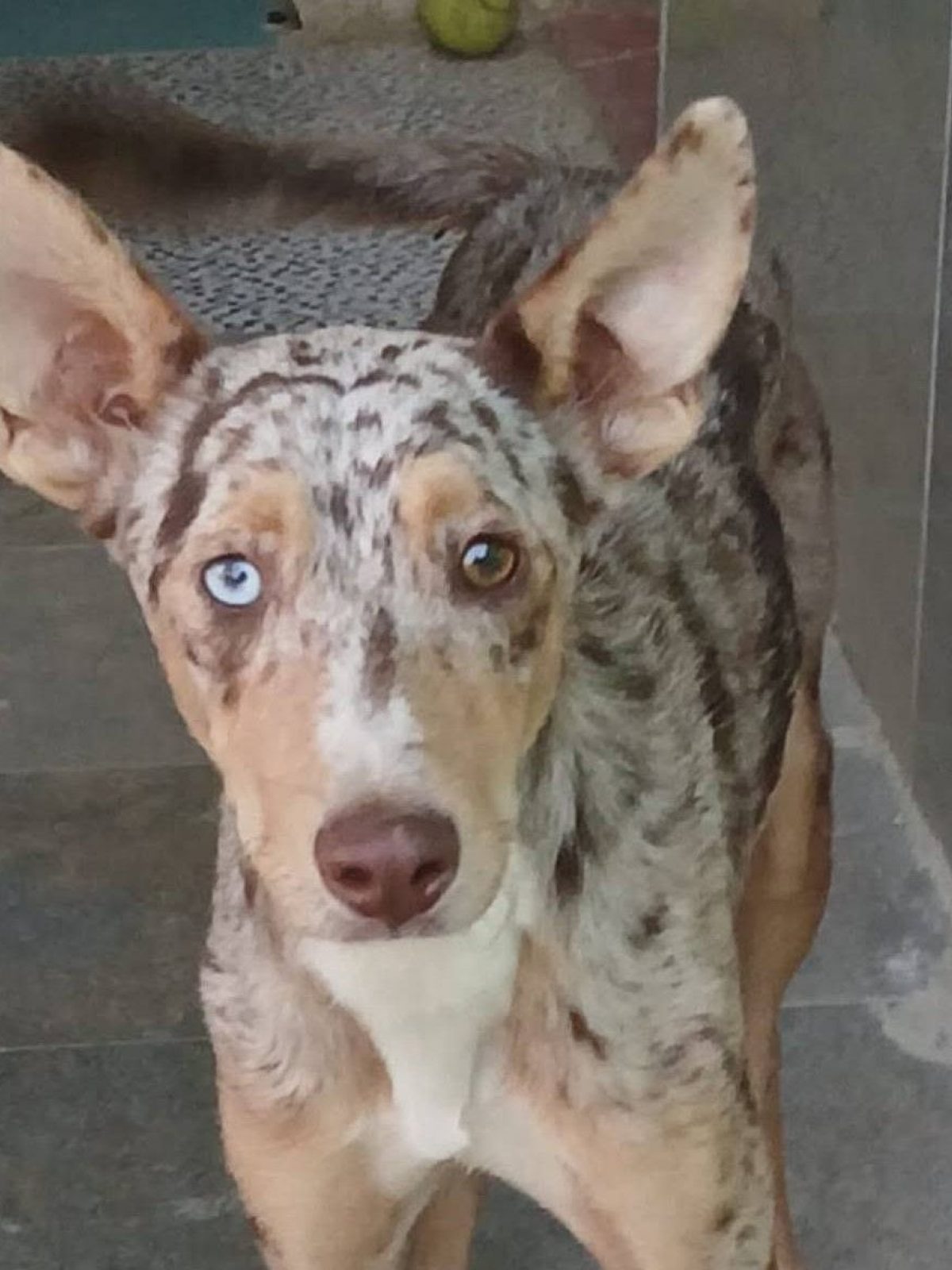 Epi