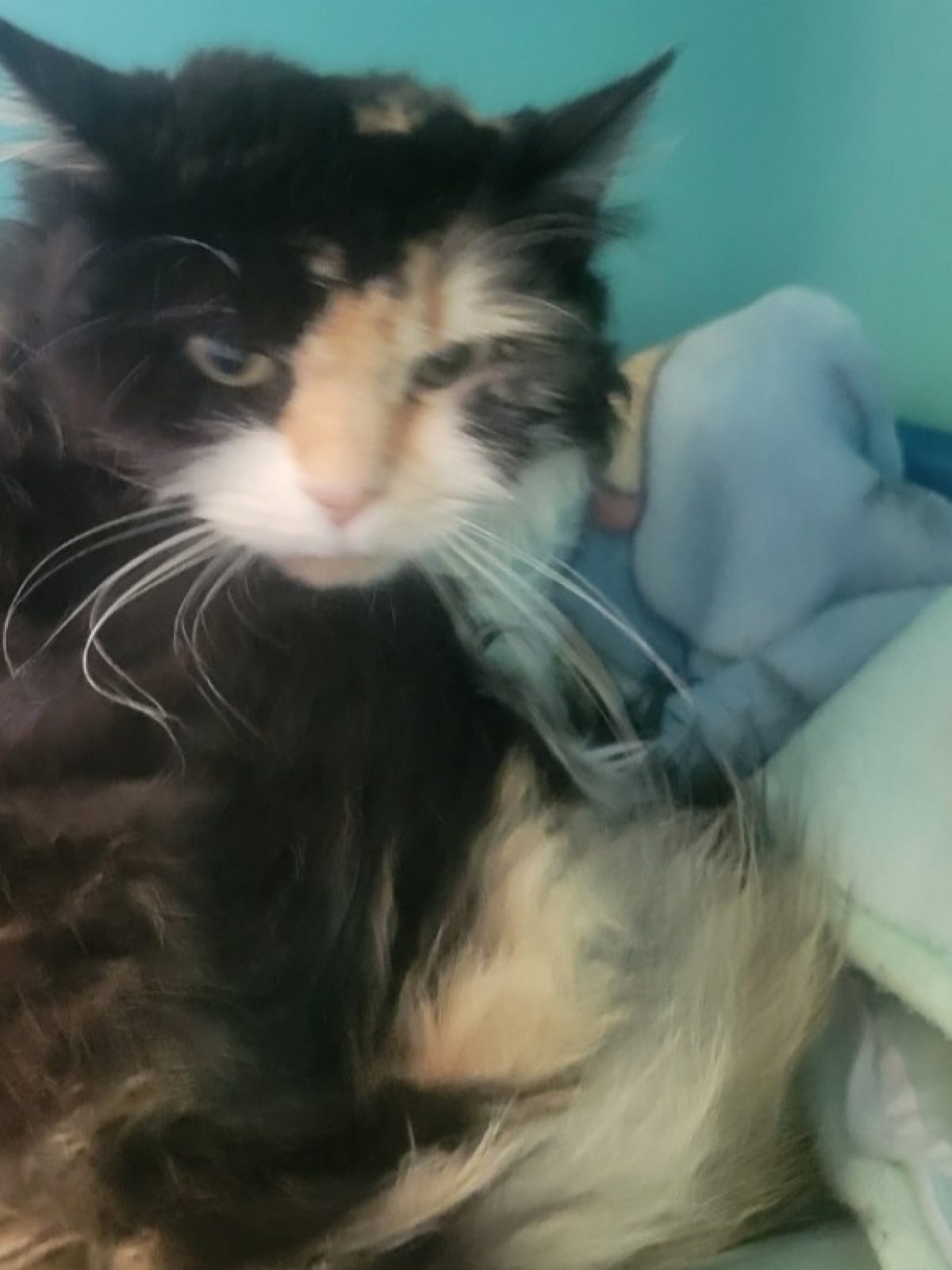 Stella