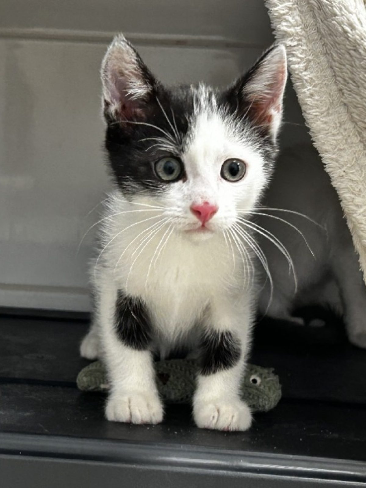 Nova