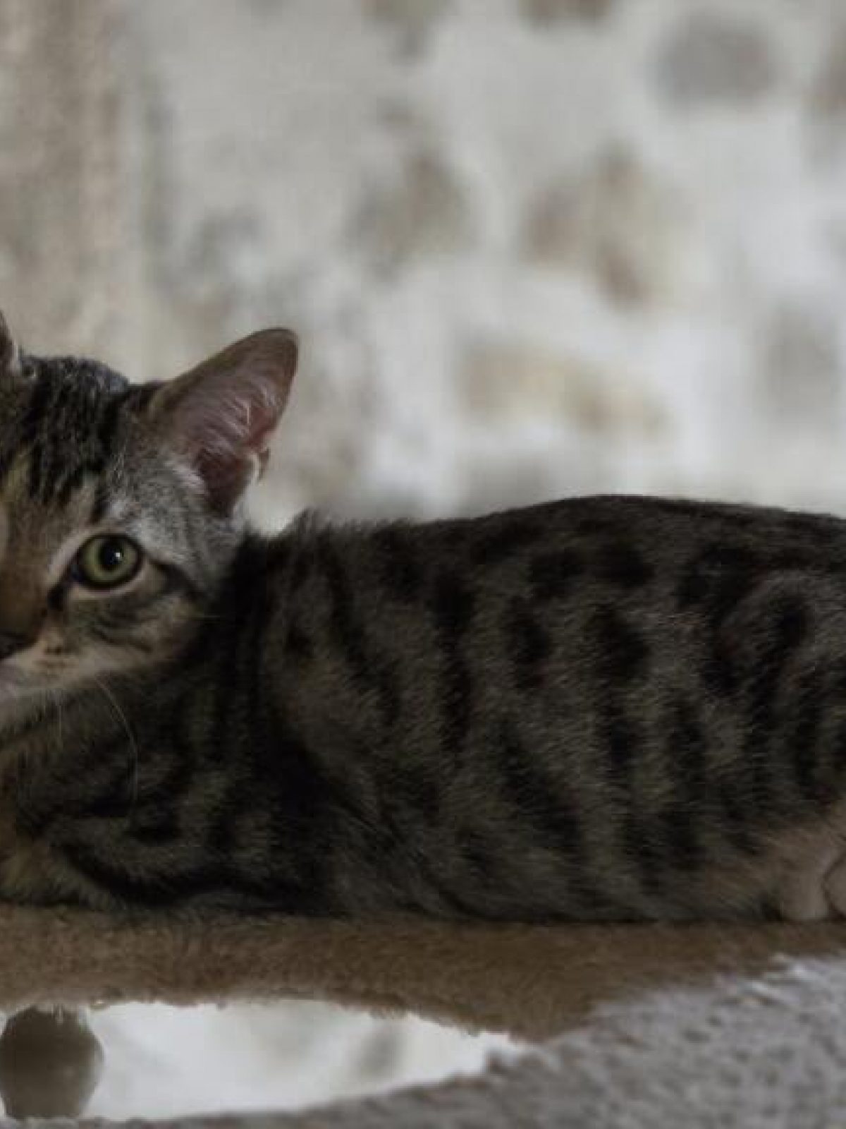 Gabinou