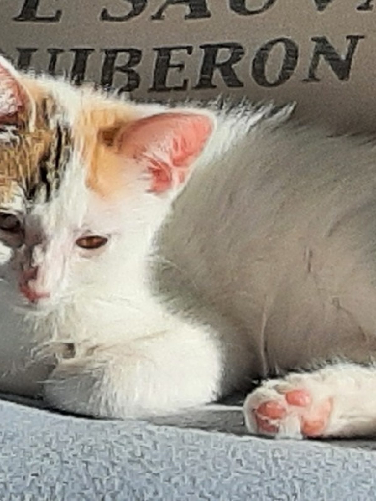 Lili